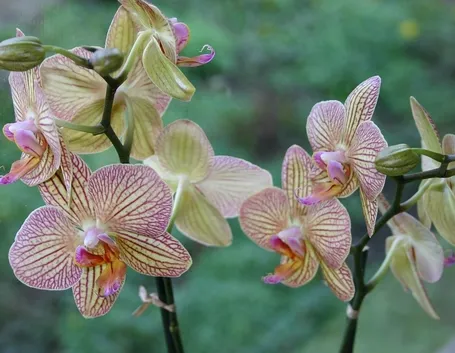 Fiori orchidee