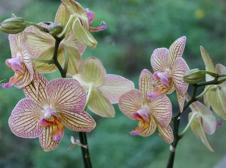 Fiori orchidee