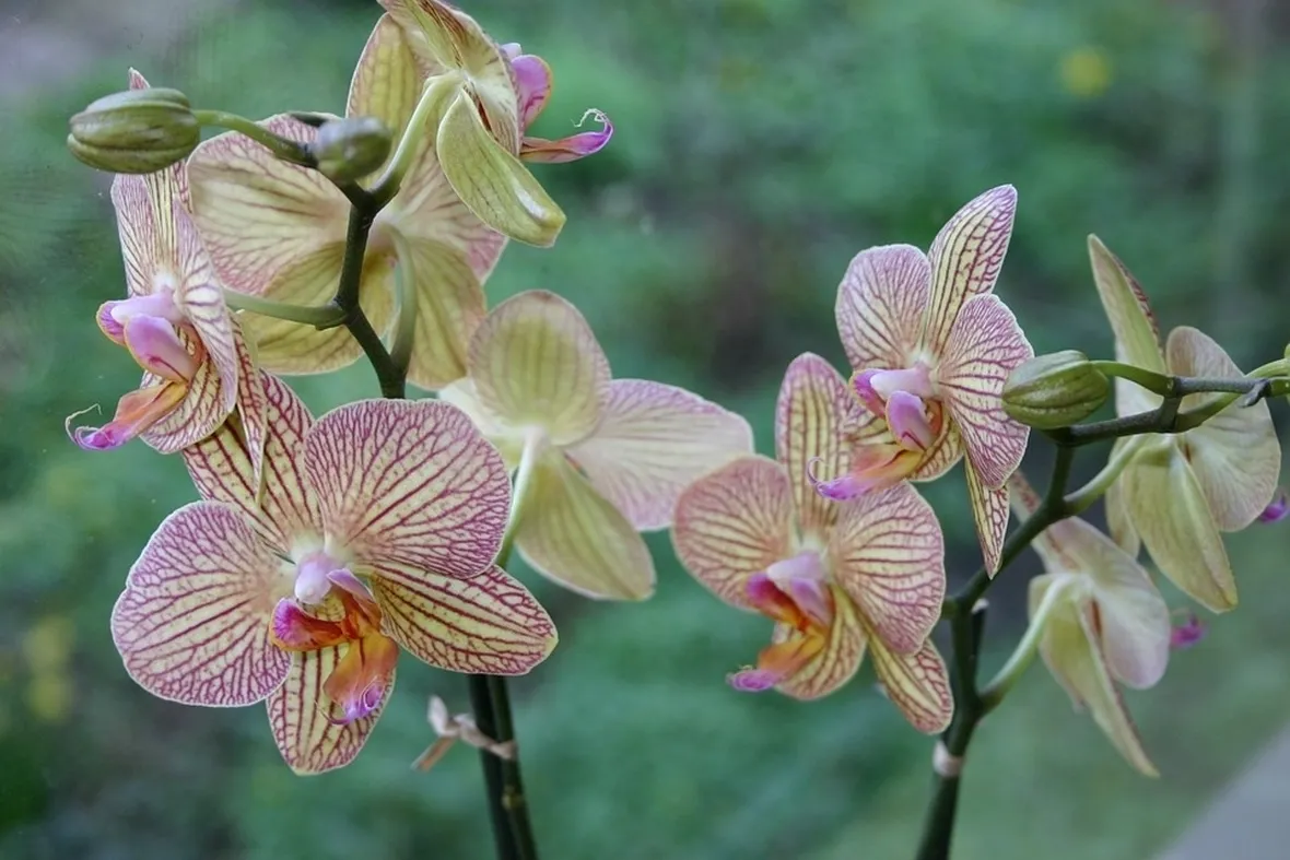 Fiori orchidee