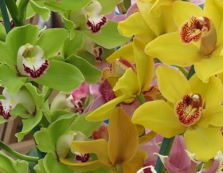 Orchidee 