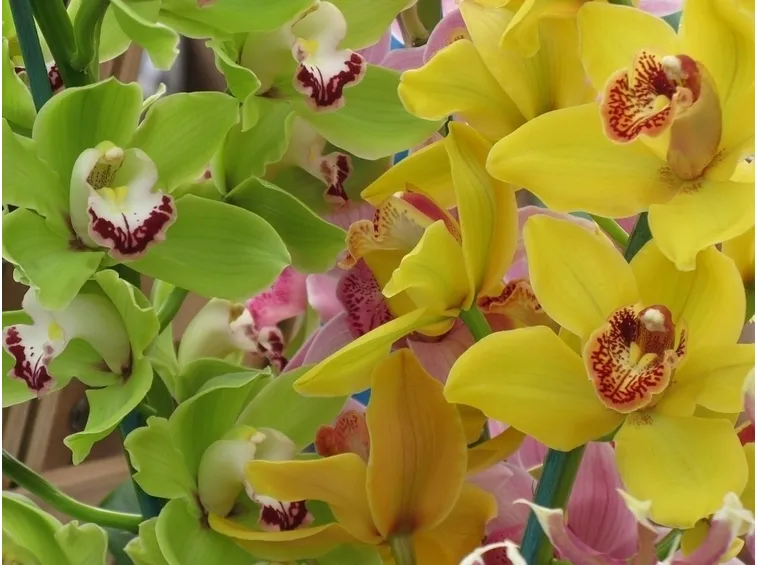 Orchidee 