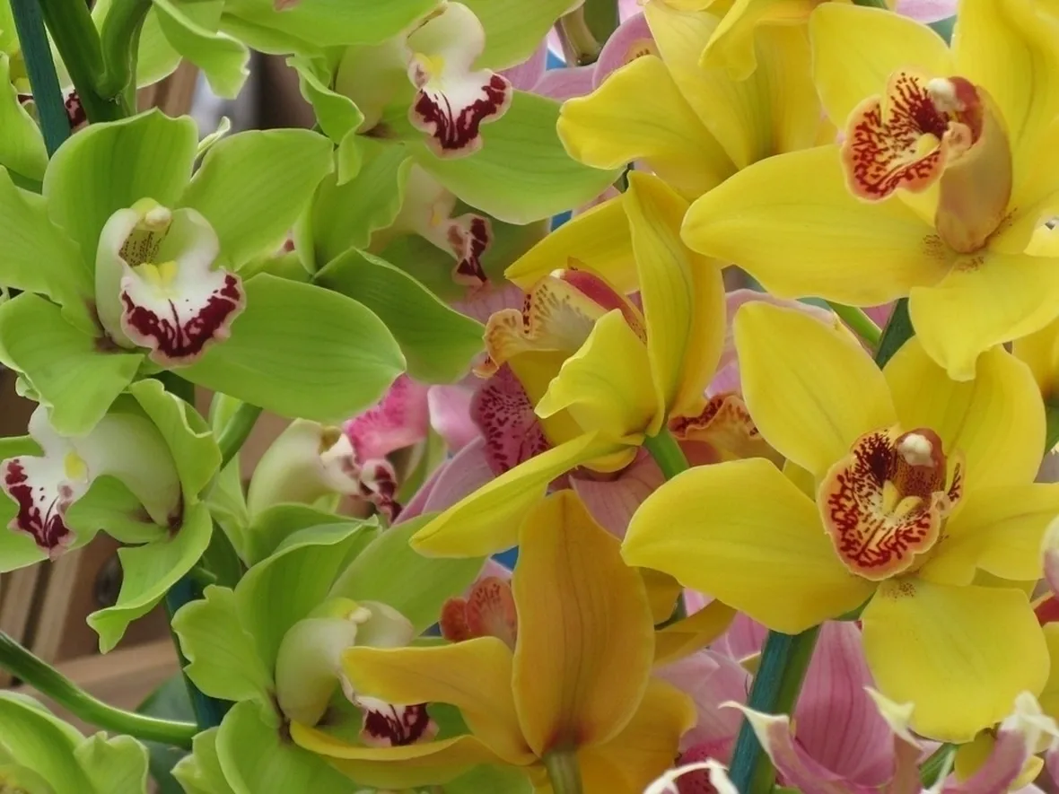 Orchidee 