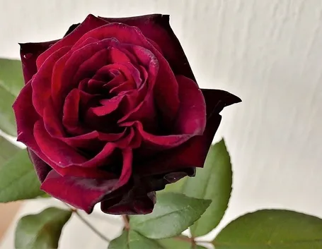 Rosa fiore