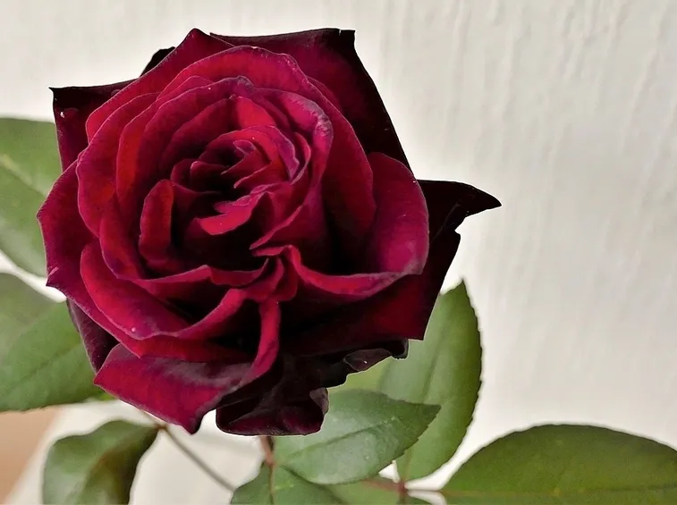 Rosa fiore