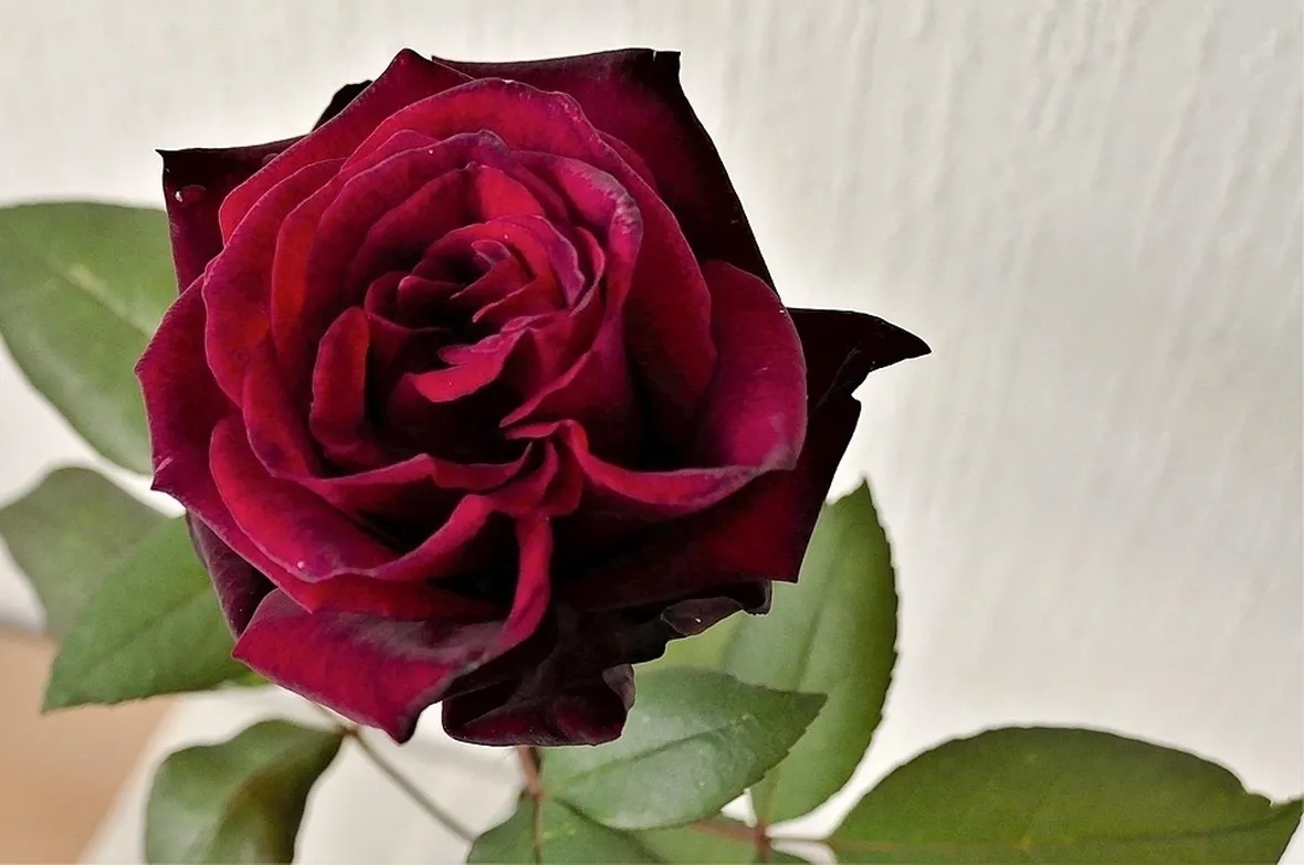 Rosa fiore