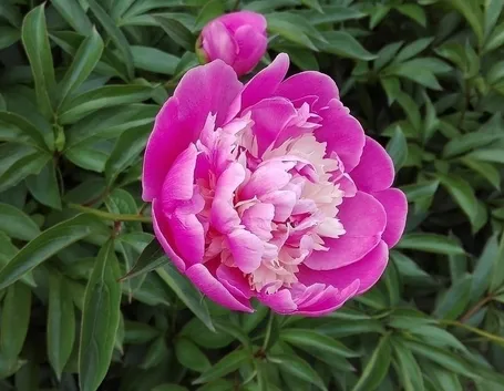 Peonia rosa