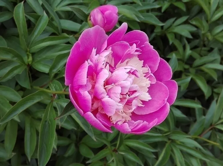 Peonia rosa