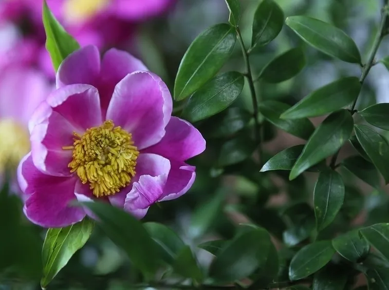 Fiore peonia