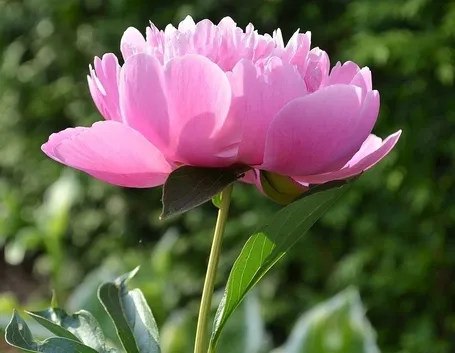 Peonia