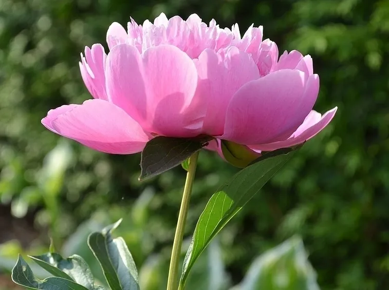 Peonia