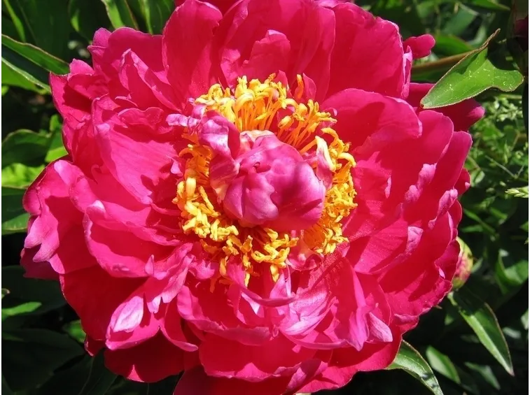 Fiore peonia
