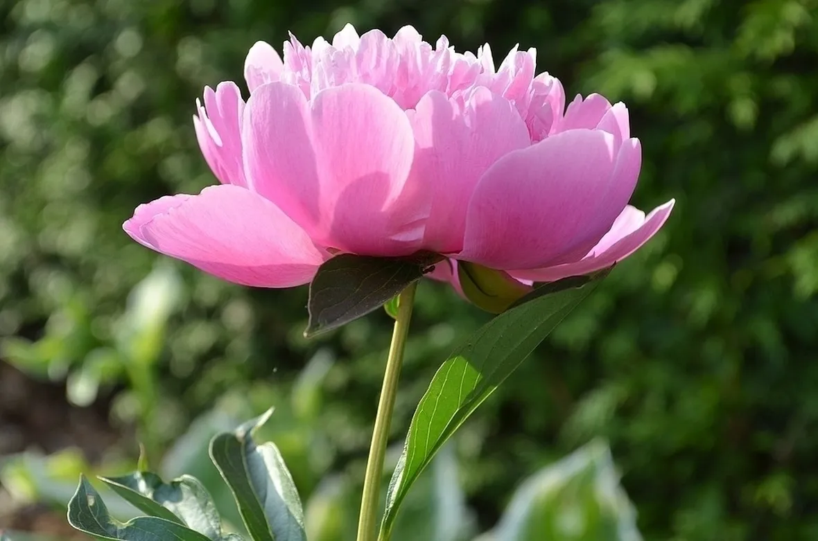 Peonia