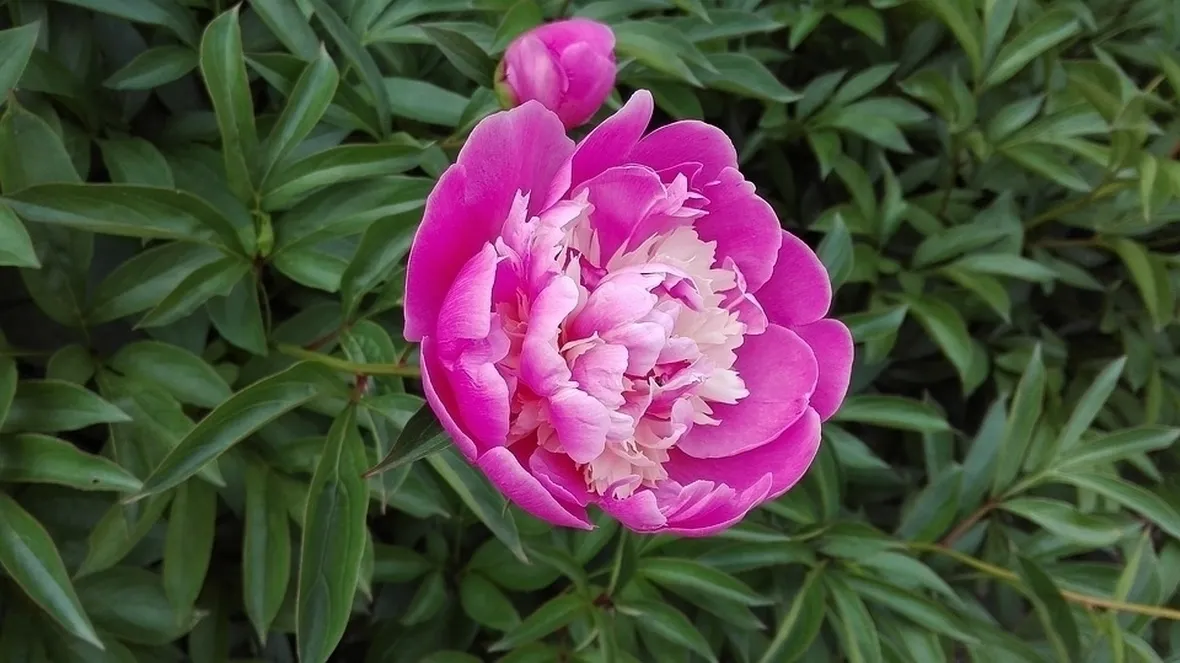 Peonia rosa