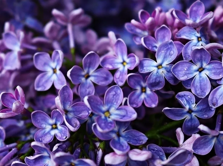 Fiori lillà