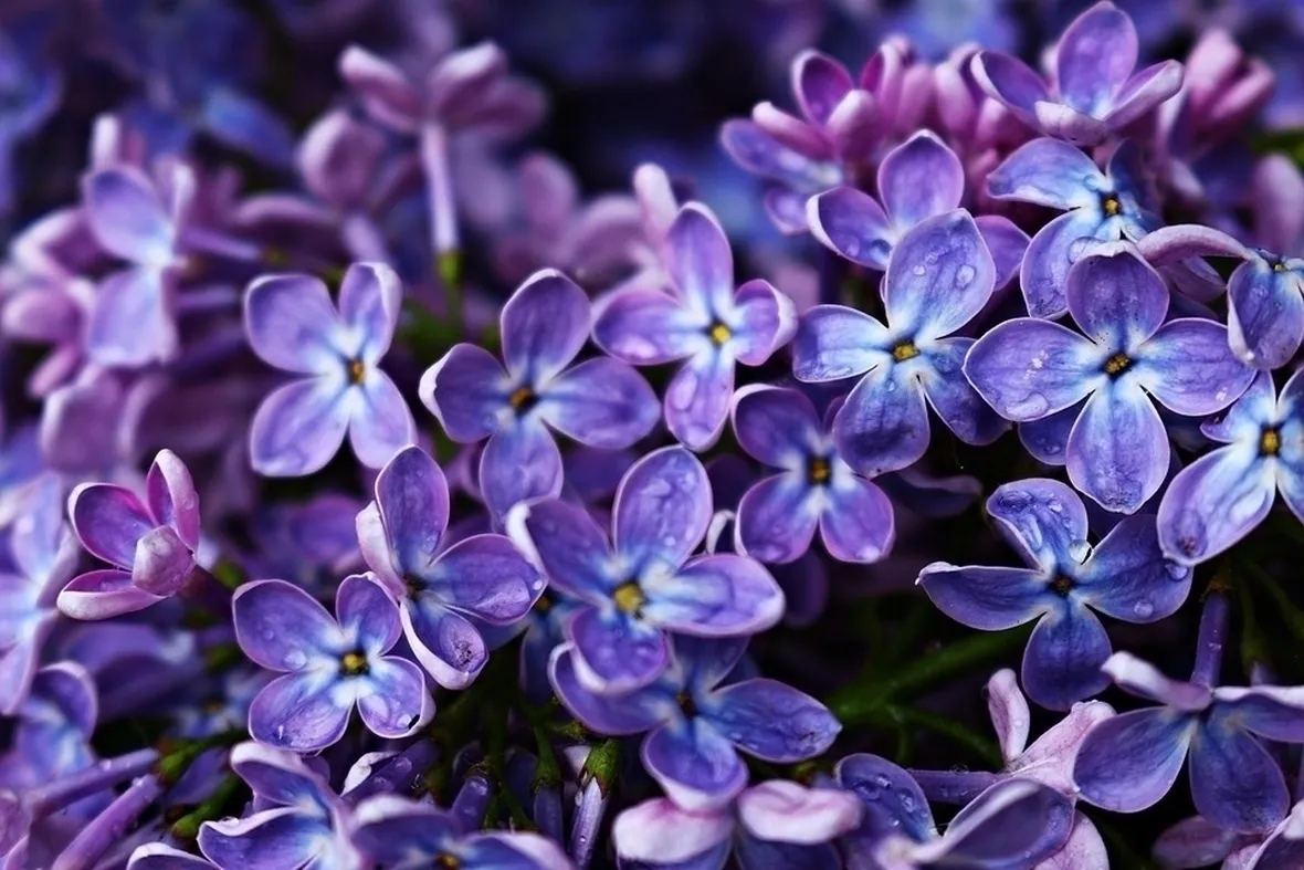 Fiori lillà