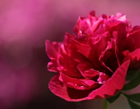Peonia delicata