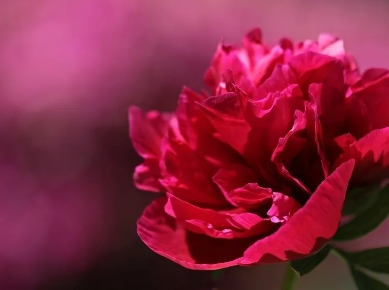 Peonia delicata