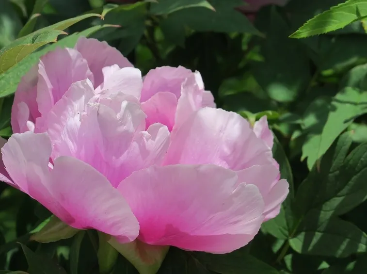 Peonia rosa