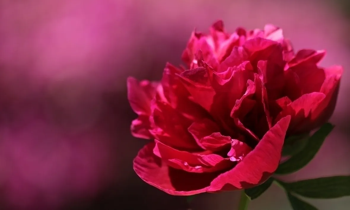 Peonia delicata