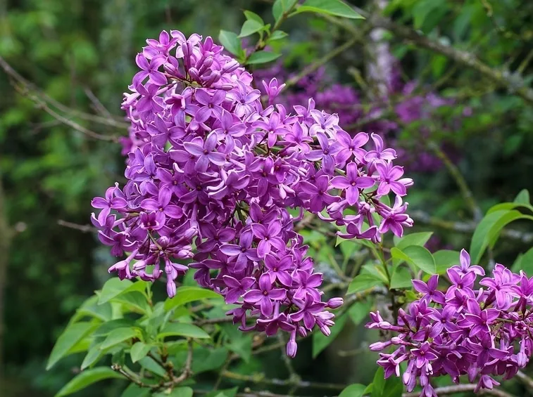 Fiori lillà