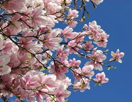 Pianta magnolia