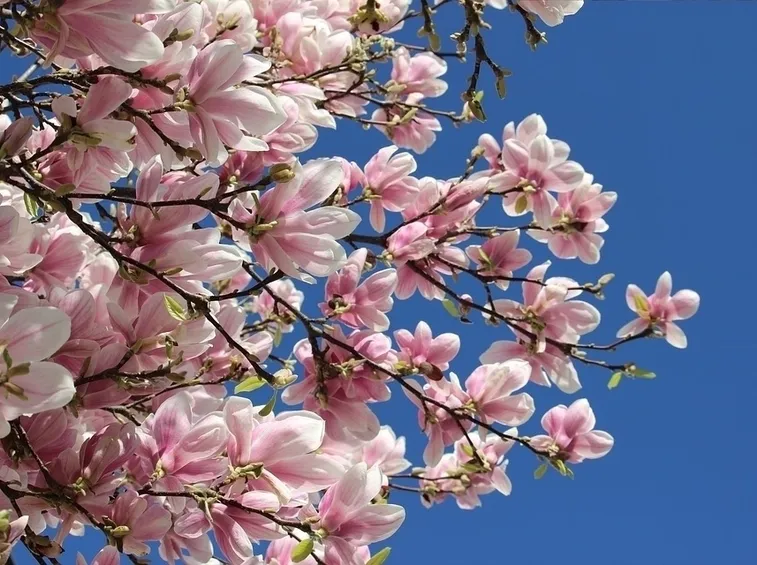 Pianta magnolia