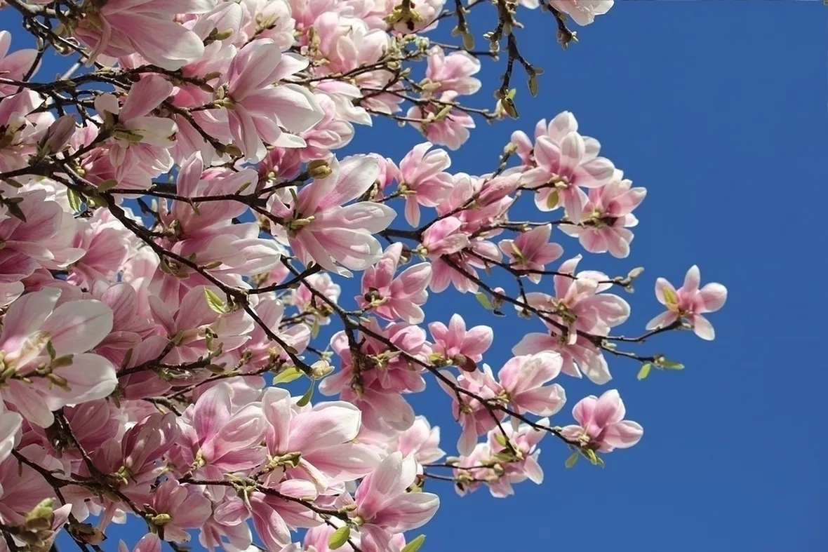 Pianta magnolia