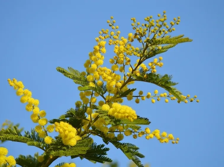 Mimosa 