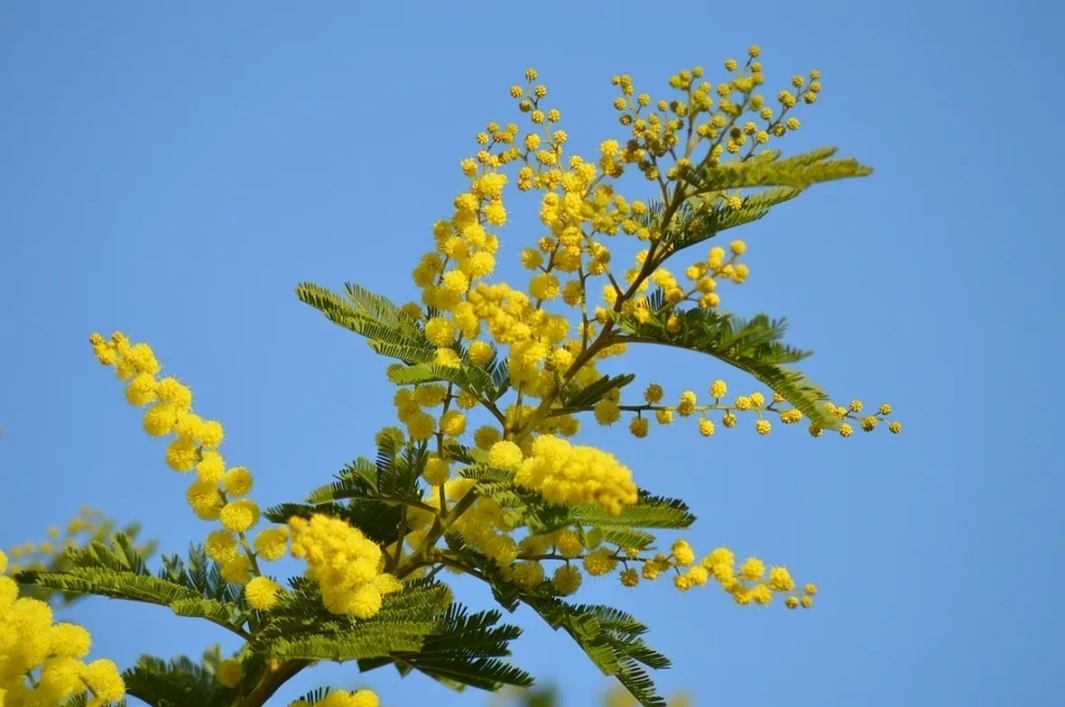 Mimosa 