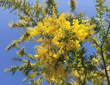 Mimose