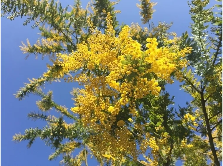 Mimose