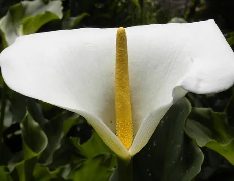 Calla
