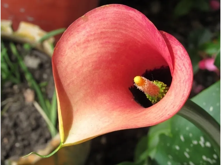 Calla rossa