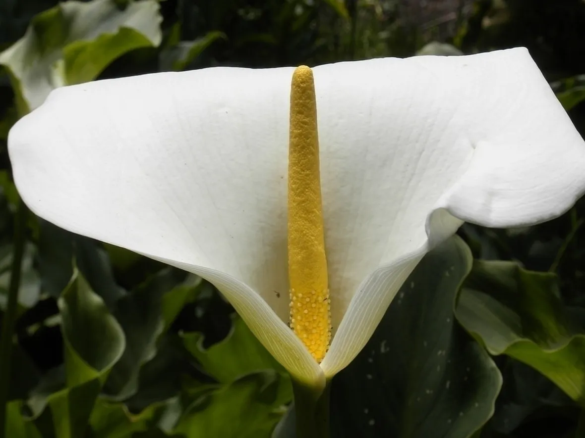 Calla