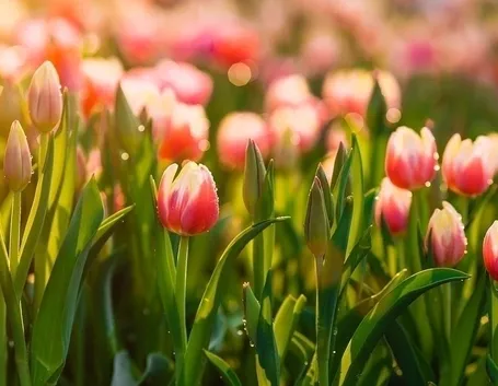 Tulipani rossi