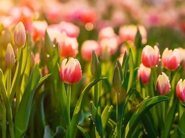 Tulipani rossi
