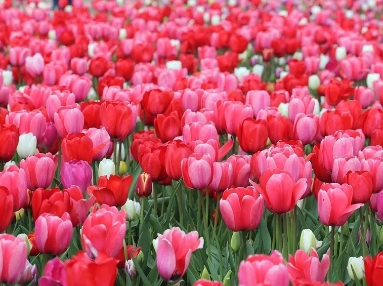 Campo tulipani
