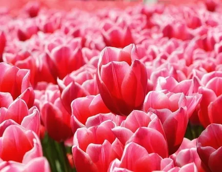 Tulipani rosa