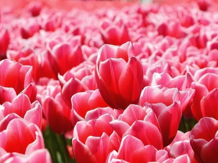 Tulipani rosa