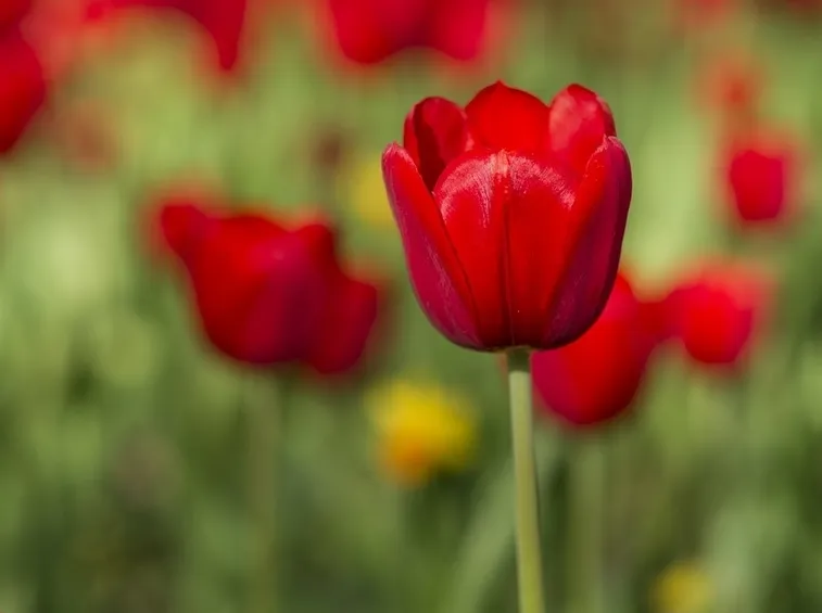 Tulipano rosso