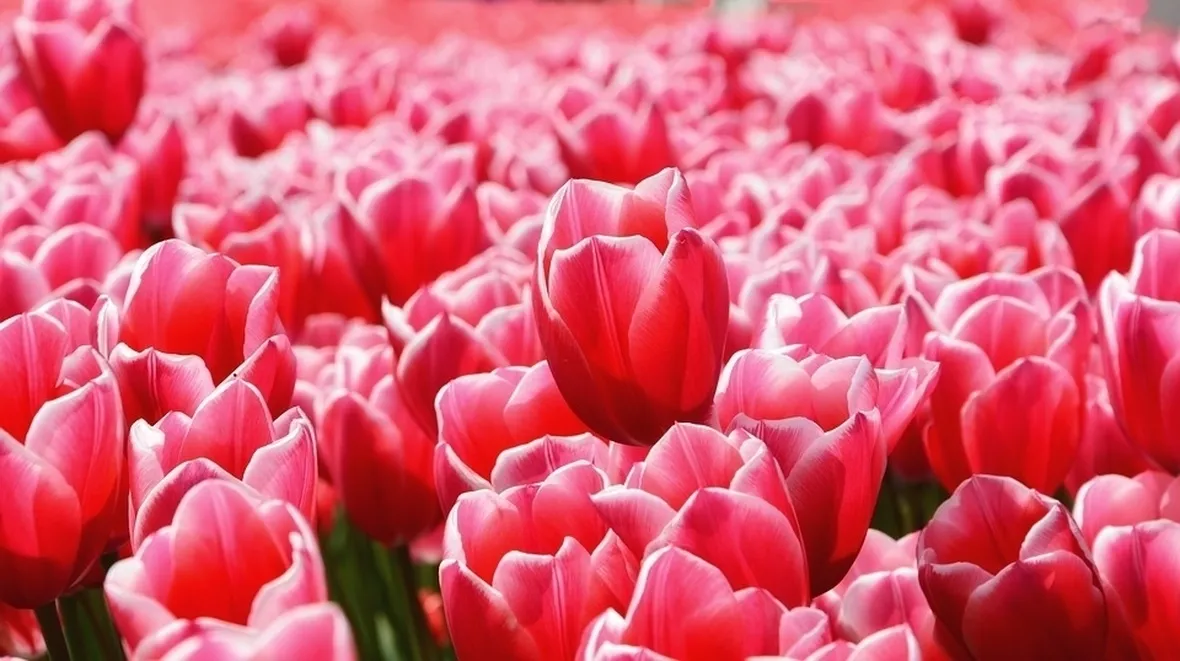 Tulipani rosa