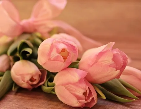 Tulipani