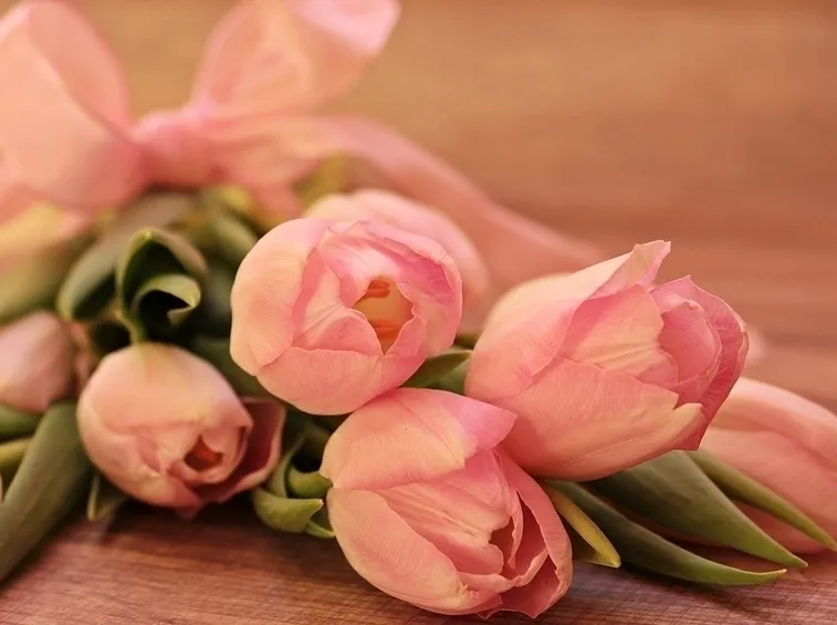 Tulipani