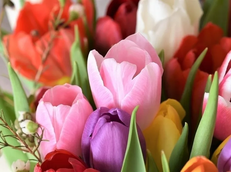 Mazzo tulipani