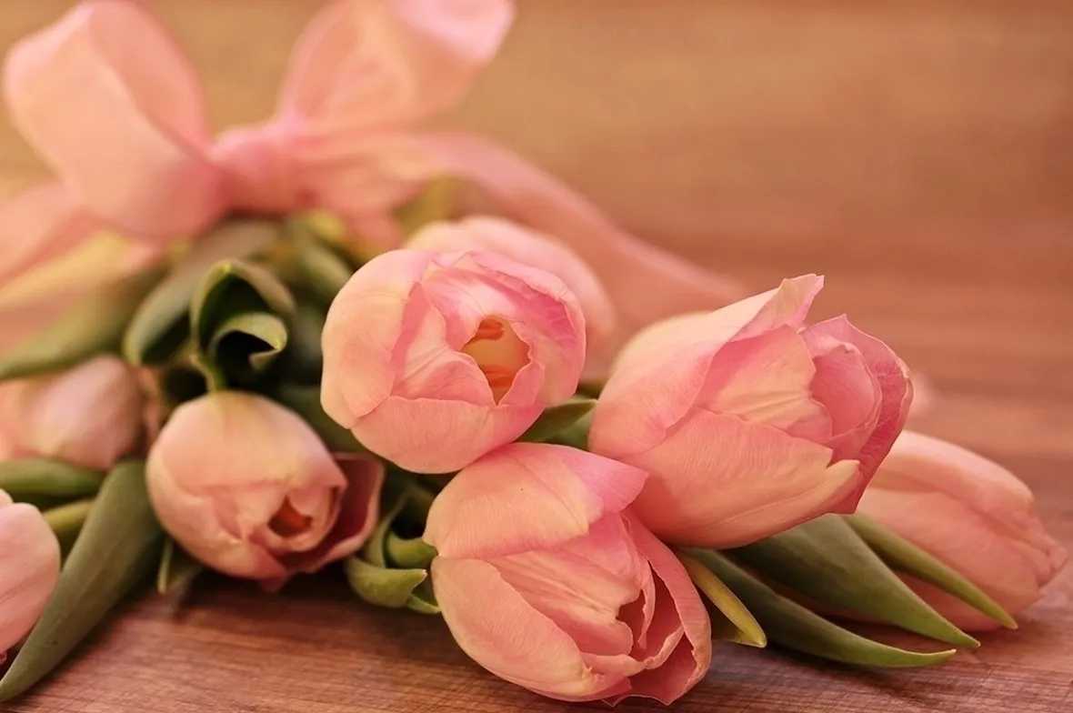 Tulipani