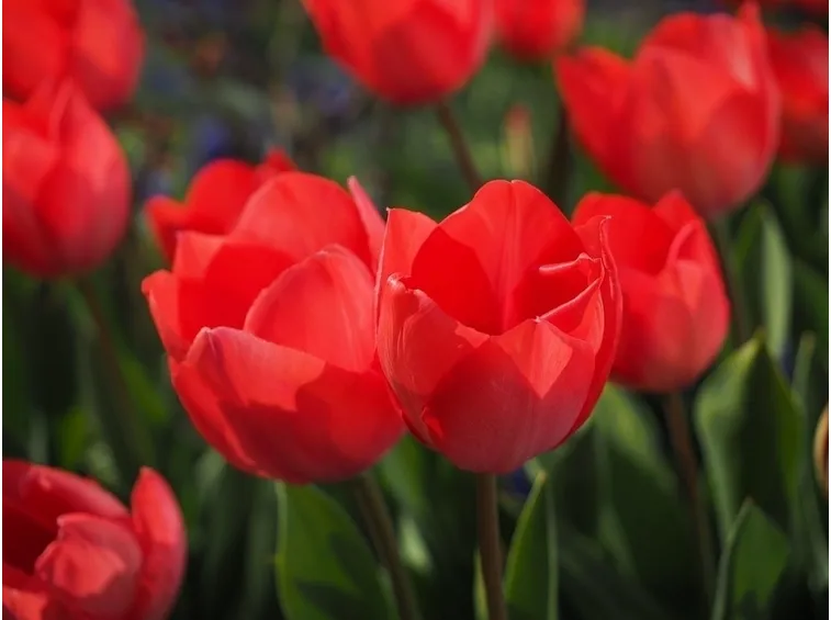 Tulipani