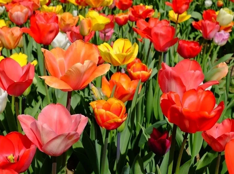 Campo tulipani