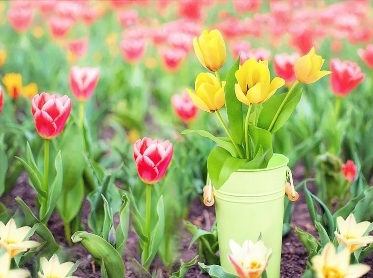 Fioritura tulipano