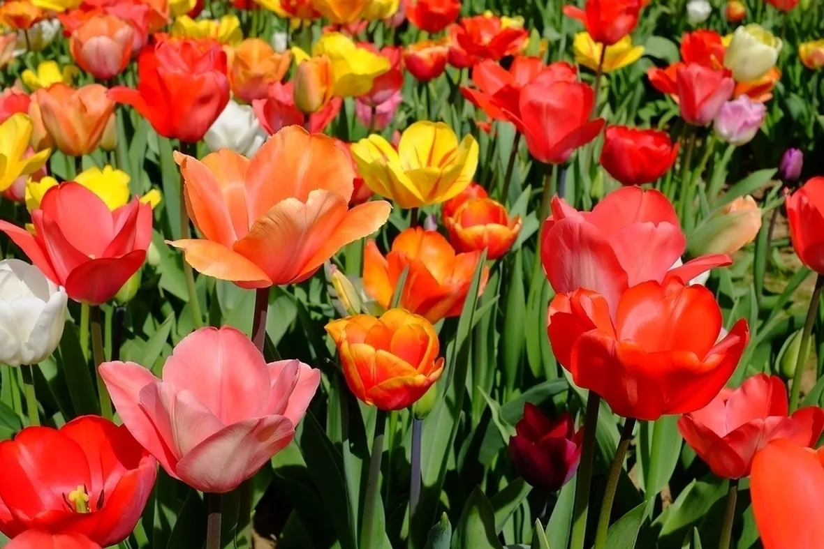 Campo tulipani