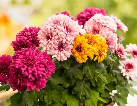 Mazzo fiori